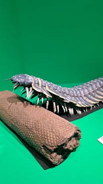 特別展「大絶滅展―生命史のビッグファイブ」に投稿された画像（2026/1/3）