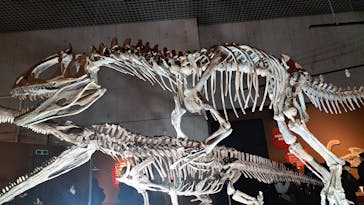 特別展「大絶滅展―生命史のビッグファイブ」に投稿された画像（2026/1/3）