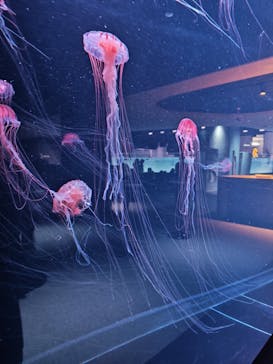 AOAO SAPPOROに投稿された画像（2026/1/3）