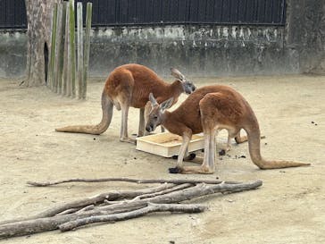 名古屋市東山動植物園に投稿された画像（2026/1/3）
