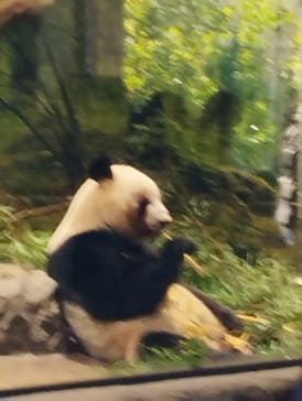 恩賜上野動物園に投稿された画像（2026/1/3）