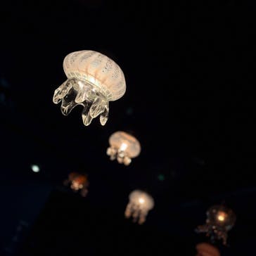 京都水族館に投稿された画像（2026/1/3）