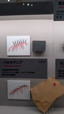 特別展「大絶滅展―生命史のビッグファイブ」に投稿された画像（2026/1/3）