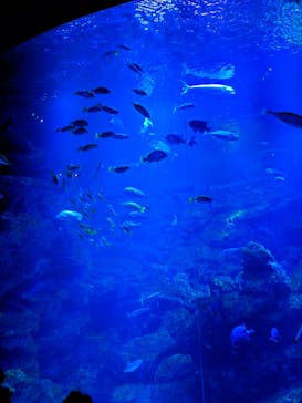 京都水族館に投稿された画像（2026/1/3）