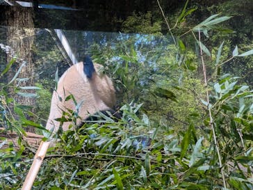 恩賜上野動物園に投稿された画像（2026/1/3）