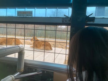 那須サファリパークに投稿された画像（2026/1/3）