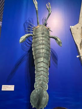 特別展「大絶滅展―生命史のビッグファイブ」に投稿された画像（2026/1/3）