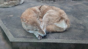 天王寺動物園に投稿された画像（2026/1/3）
