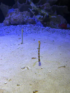 竹島水族館に投稿された画像（2026/1/3）