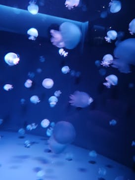 京都水族館に投稿された画像（2026/1/3）