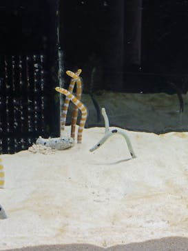 京都水族館に投稿された画像（2026/1/3）