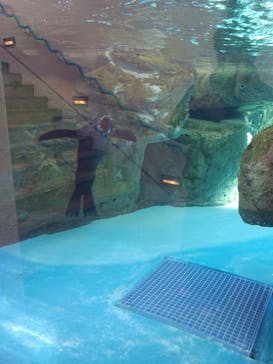 京都水族館に投稿された画像（2026/1/3）