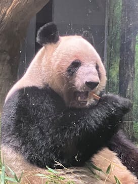 恩賜上野動物園に投稿された画像（2026/1/3）