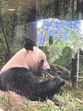 恩賜上野動物園に投稿された画像（2026/1/3）