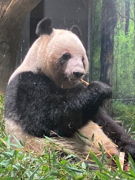 恩賜上野動物園に投稿された画像（2026/1/3）