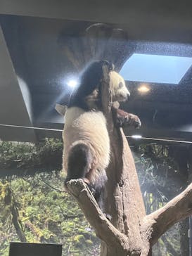 恩賜上野動物園に投稿された画像（2026/1/3）