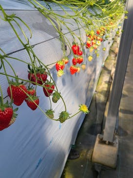 高津園に投稿された画像（2026/1/3）