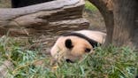 恩賜上野動物園に投稿された画像（2026/1/3）