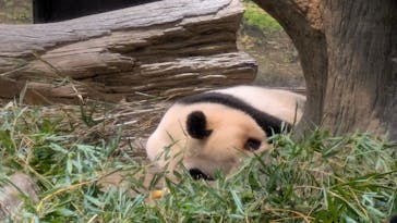 恩賜上野動物園に投稿された画像（2026/1/3）