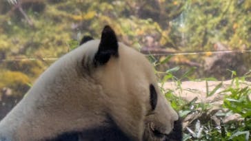恩賜上野動物園に投稿された画像（2026/1/3）