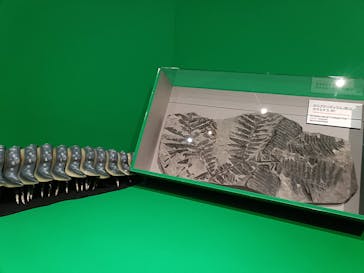 特別展「大絶滅展―生命史のビッグファイブ」に投稿された画像（2026/1/3）