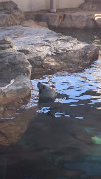 しながわ水族館に投稿された画像（2026/1/3）
