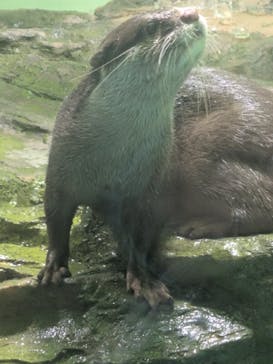 しながわ水族館に投稿された画像（2026/1/3）