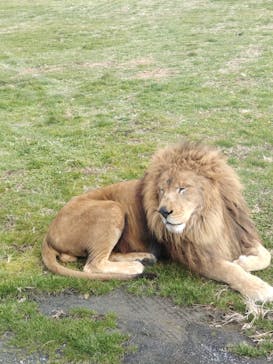 岩手サファリパークに投稿された画像（2026/1/3）