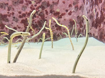 沖縄美ら海水族館に投稿された画像（2026/1/3）