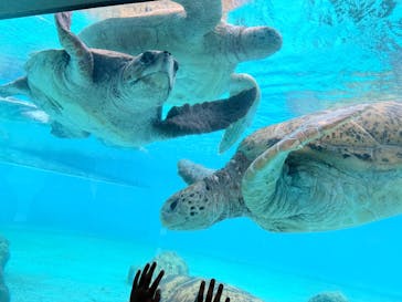 沖縄美ら海水族館に投稿された画像（2026/1/3）