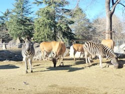 群馬サファリパークに投稿された画像（2026/1/3）