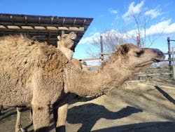 群馬サファリパークに投稿された画像（2026/1/3）