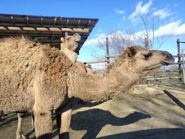 群馬サファリパークに投稿された画像（2026/1/3）