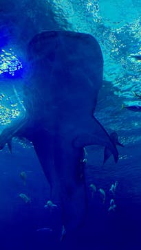 沖縄美ら海水族館に投稿された画像（2026/1/3）