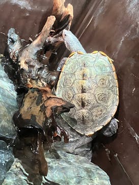 マクセル アクアパーク品川に投稿された画像（2026/1/3）