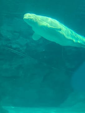 名古屋港水族館に投稿された画像（2026/1/3）