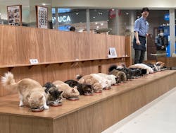 Cat Café MOFF minamoa広島店に投稿された画像（2026/1/3）