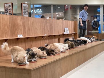 Cat Café MOFF minamoa広島店に投稿された画像（2026/1/3）