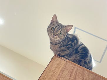 Cat Café MOFF minamoa広島店に投稿された画像（2026/1/3）