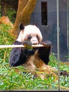 恩賜上野動物園に投稿された画像（2026/1/3）