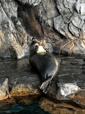 しながわ水族館に投稿された画像（2026/1/3）