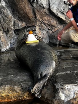 しながわ水族館に投稿された画像（2026/1/3）
