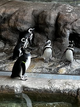 しながわ水族館に投稿された画像（2026/1/3）