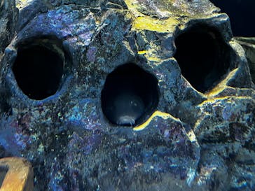 しながわ水族館に投稿された画像（2026/1/3）