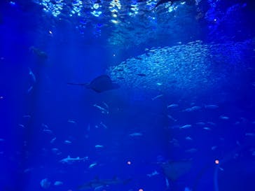 アクアワールド茨城県大洗水族館に投稿された画像（2026/1/3）