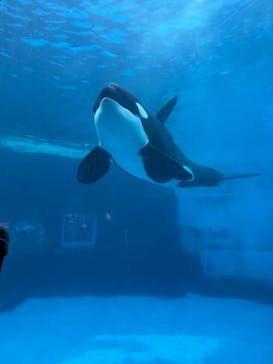 名古屋港水族館に投稿された画像（2026/1/3）