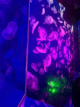 名古屋港水族館に投稿された画像（2026/1/3）