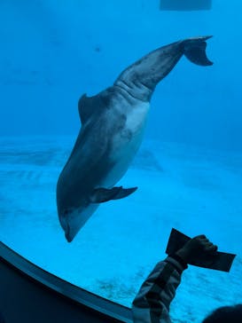 名古屋港水族館に投稿された画像（2026/1/3）