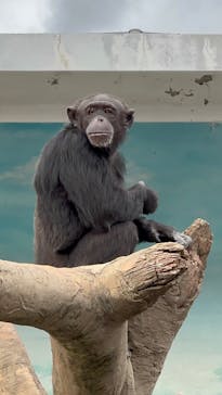 天王寺動物園に投稿された画像（2026/1/3）