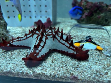 AOAO SAPPOROに投稿された画像（2026/1/3）